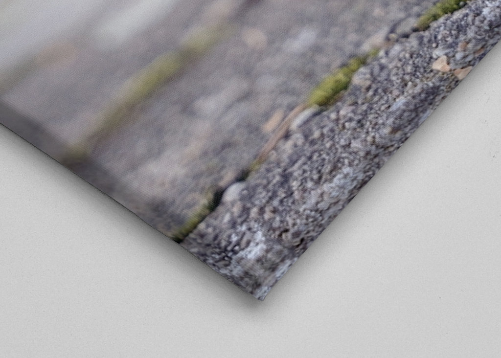 Squirrel in the garden