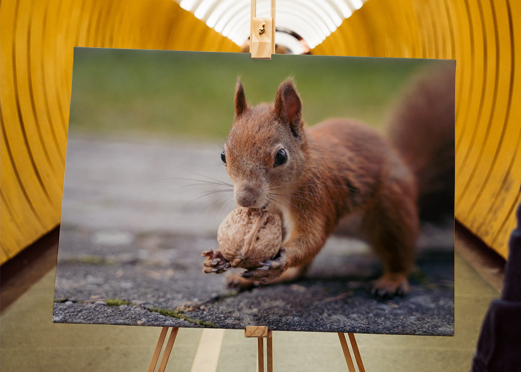Squirrel in the garden