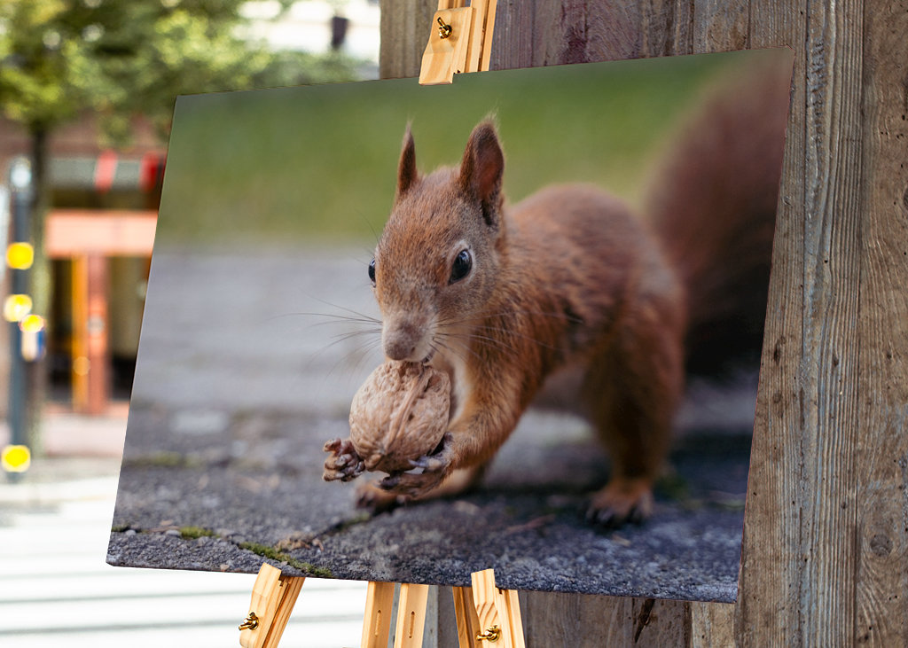 Squirrel in the garden