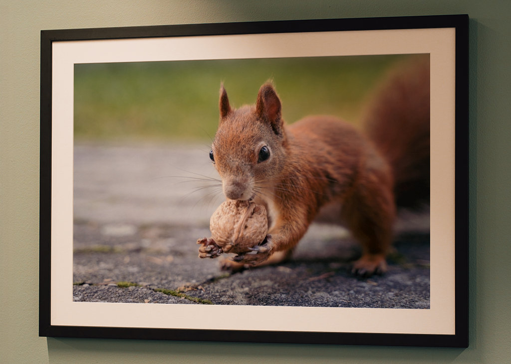 Squirrel in the garden