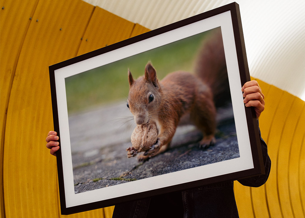 Squirrel in the garden