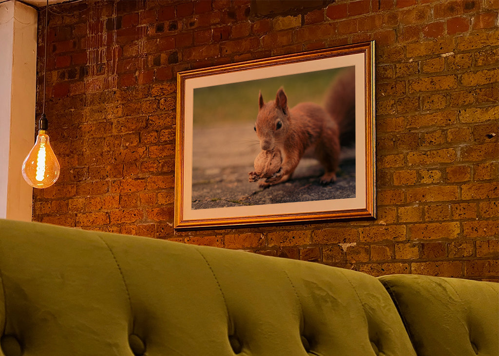 Squirrel in the garden