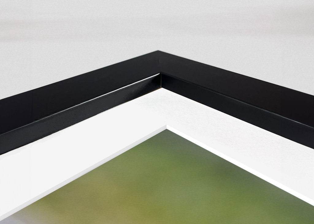 Squirrel in the garden