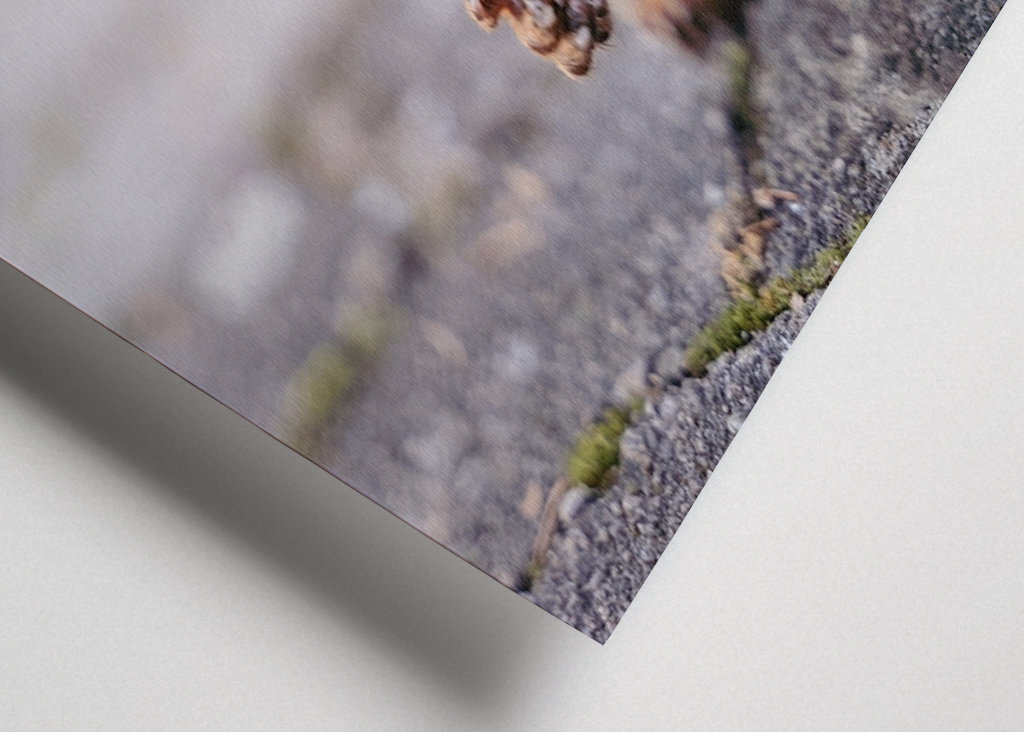 Squirrel in the garden