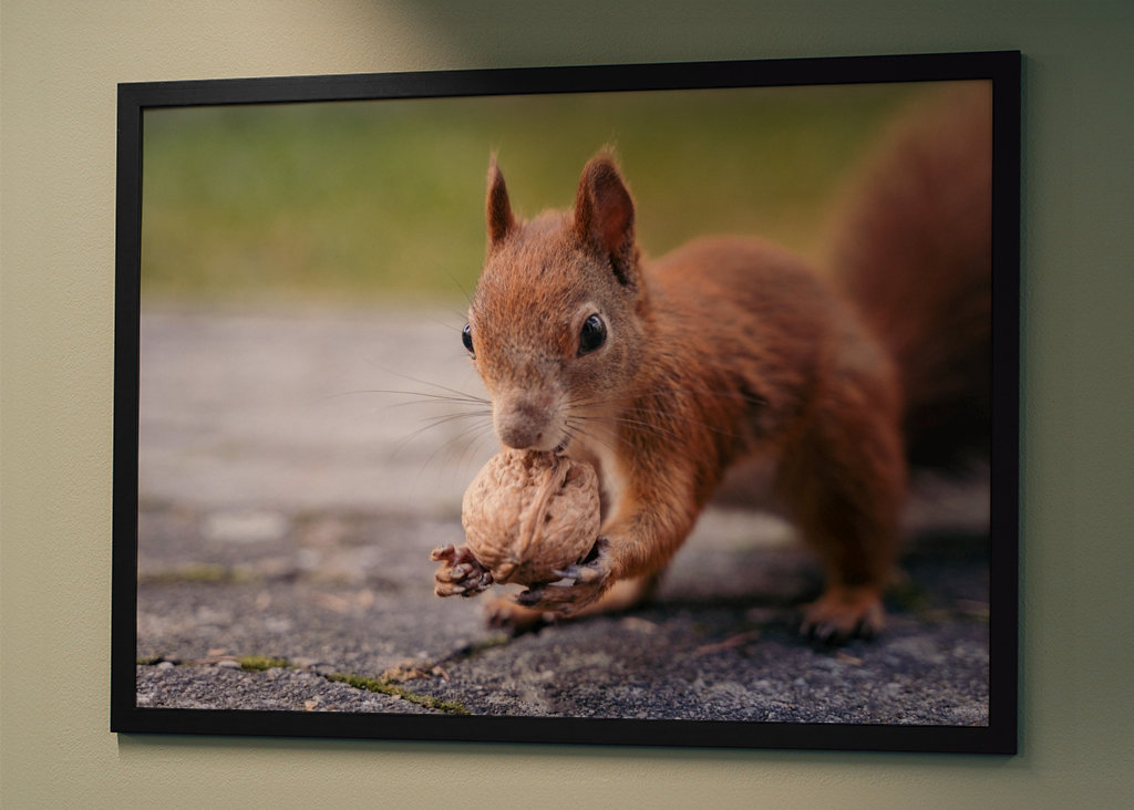 Squirrel in the garden