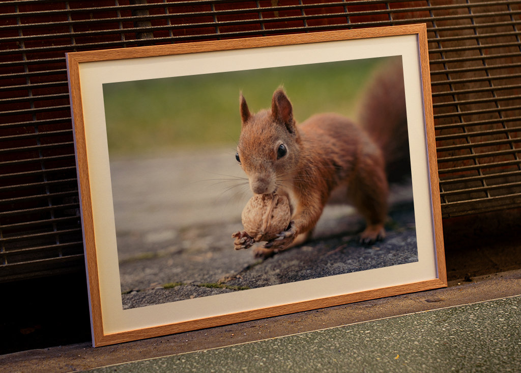 Squirrel in the garden