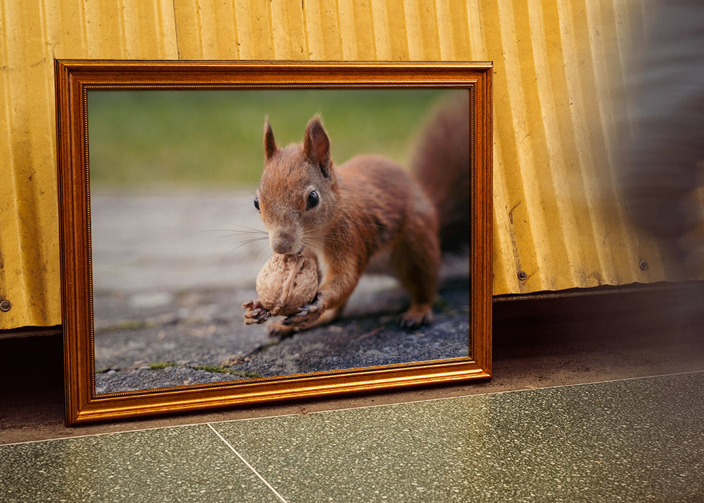 Squirrel in the garden