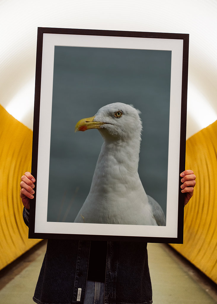 Seagull Portrait mode