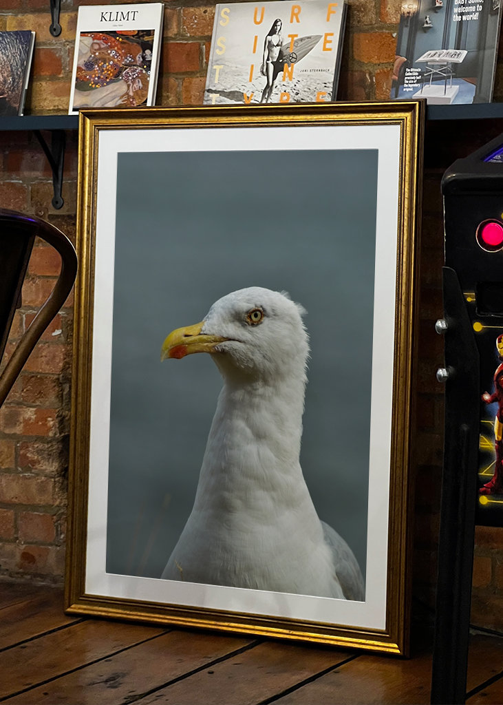 Seagull Portrait mode