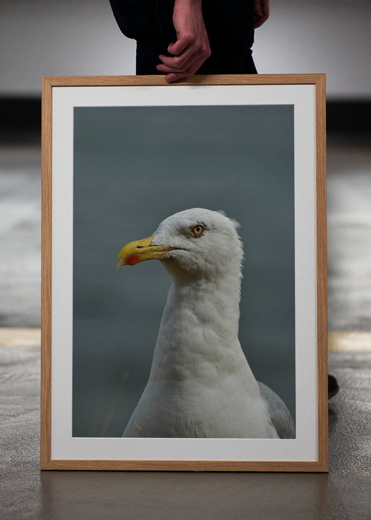 Seagull Portrait mode
