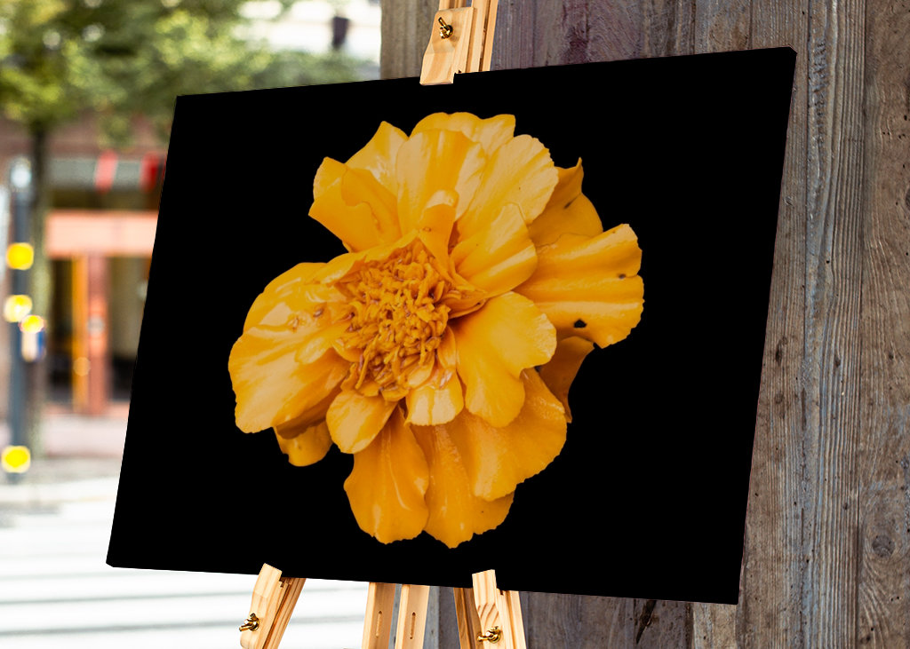 Souci jaune, fond noir