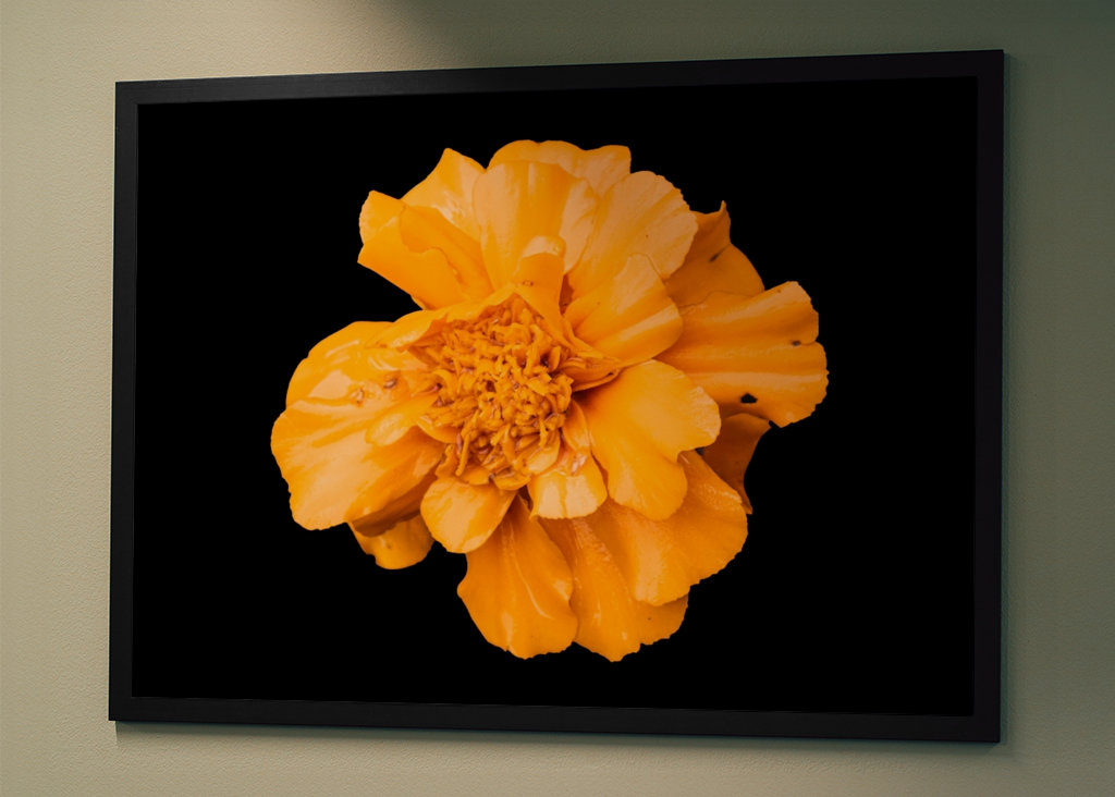 Souci jaune, fond noir