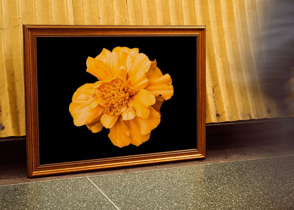 Souci jaune, fond noir