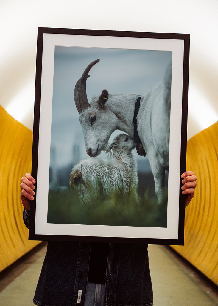 Äidin rakkaus vuoheen