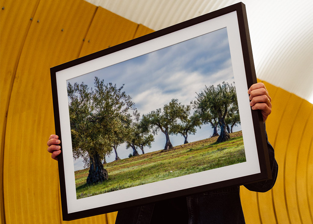 Olive trees