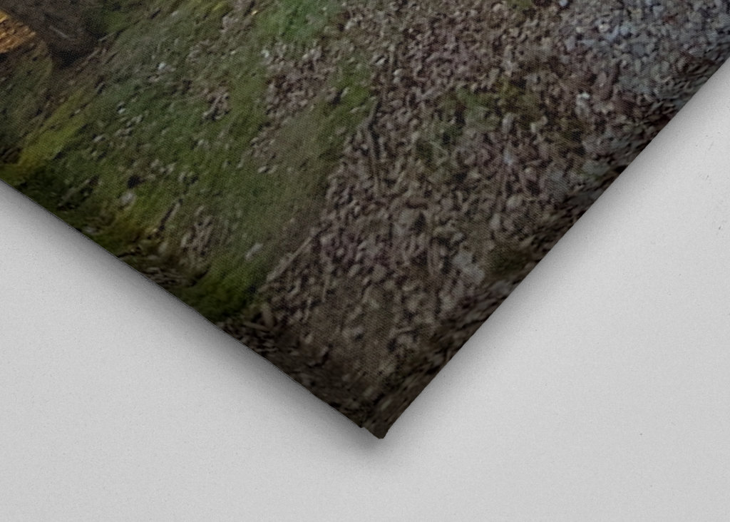 Cesta kouzelným lesem