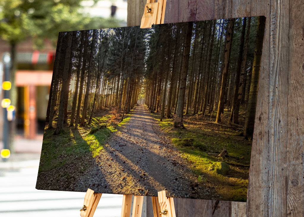 Cesta kouzelným lesem
