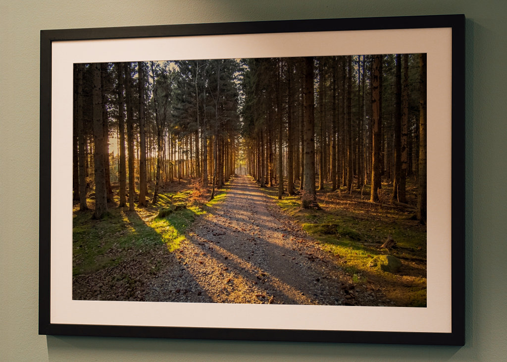 Cesta kouzelným lesem