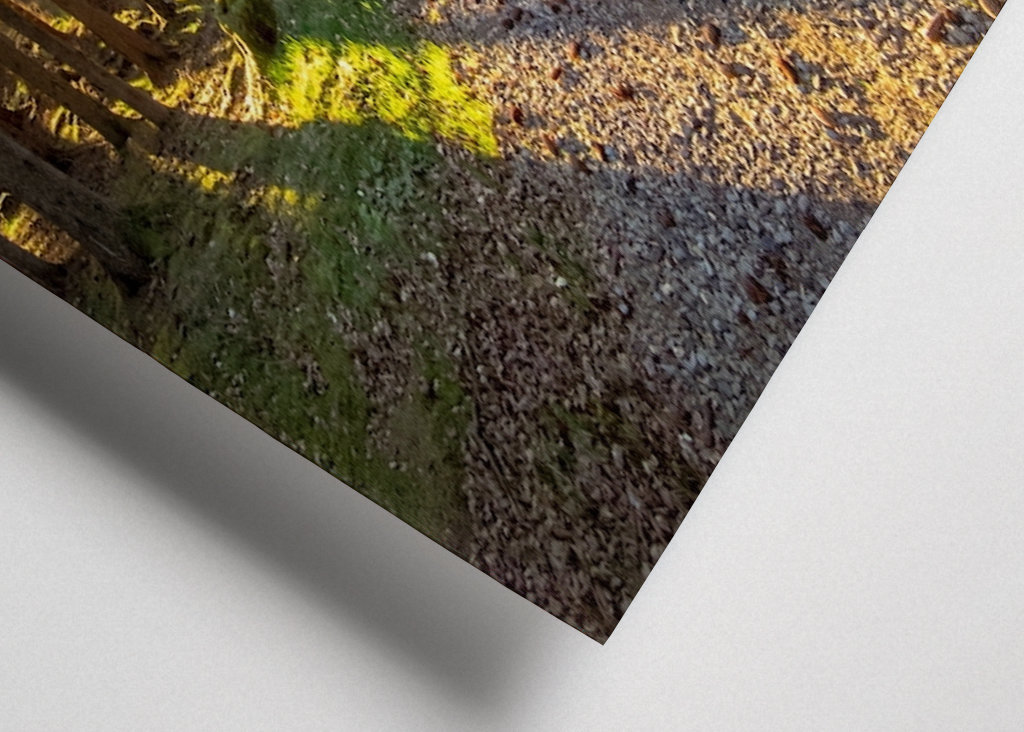 Cesta kouzelným lesem