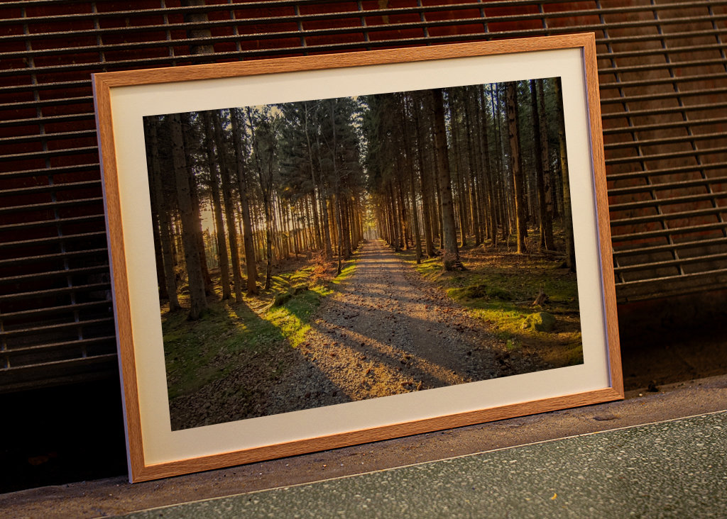 Cesta kouzelným lesem