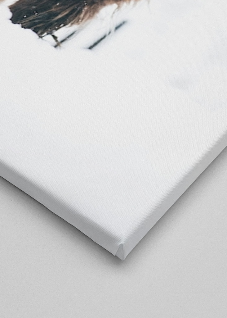 Highland cattle snow portrait