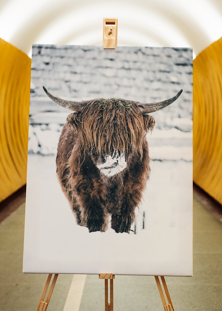 Highland cattle snow portrait