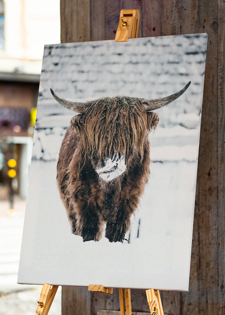 Highland cattle snow portrait