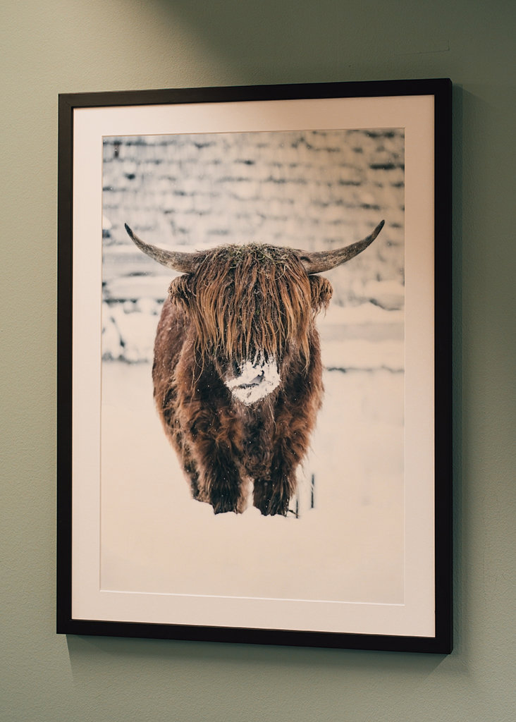 Highland cattle snow portrait