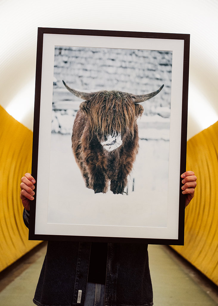 Highland cattle snow portrait