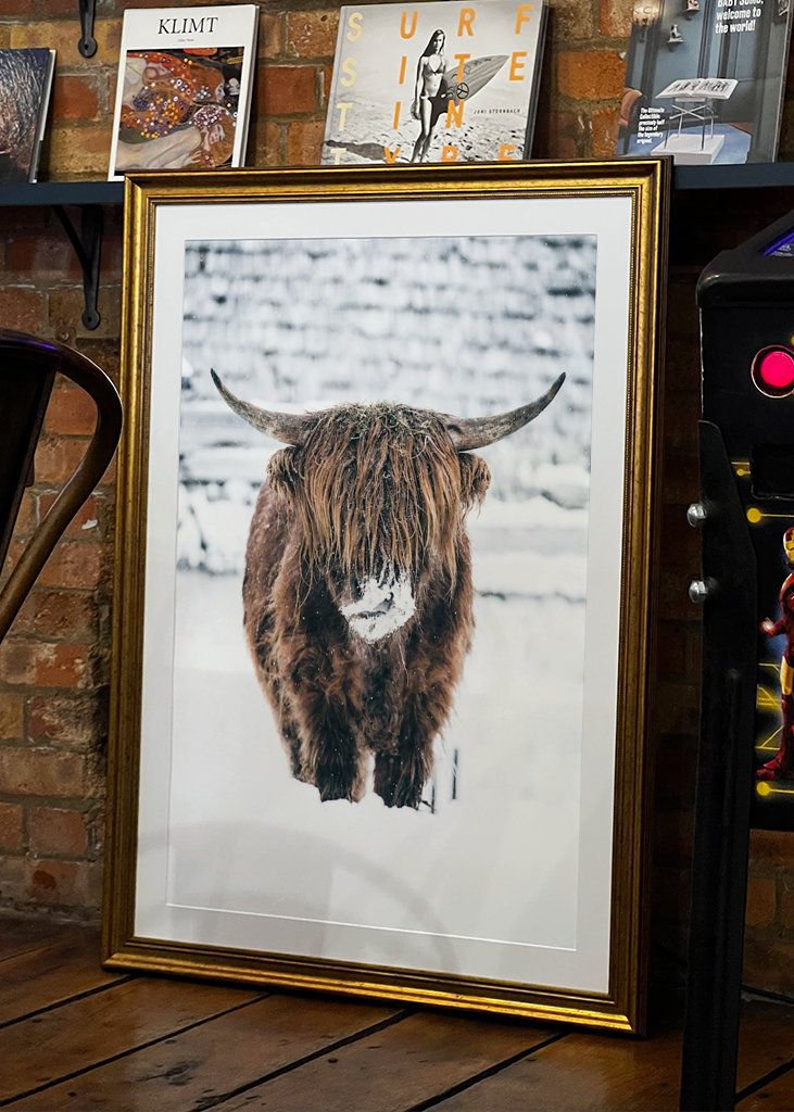 Highland cattle snow portrait