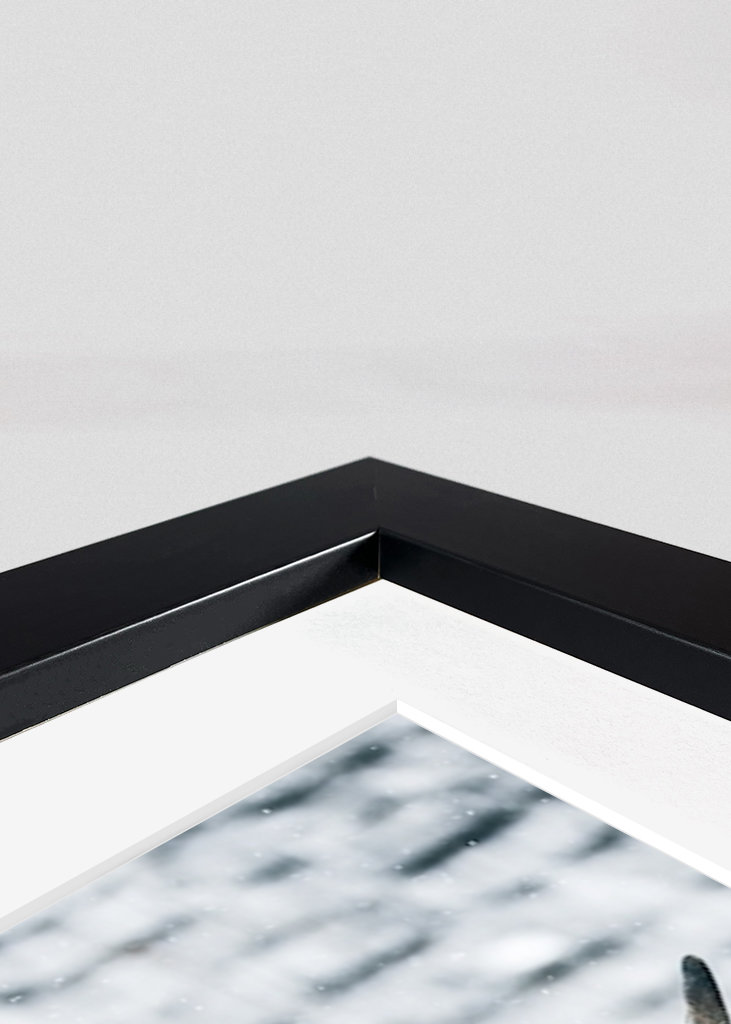 Highland cattle snow portrait