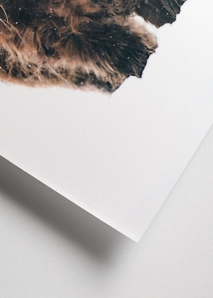 Highland cattle snow portrait