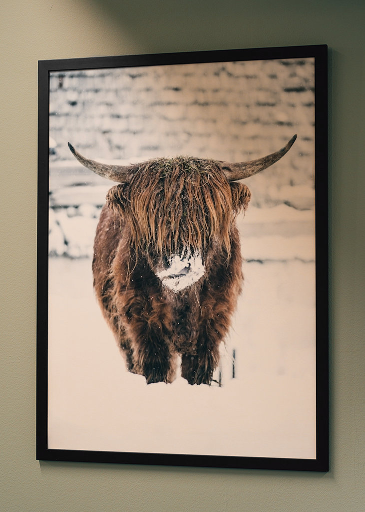 Highland cattle snow portrait