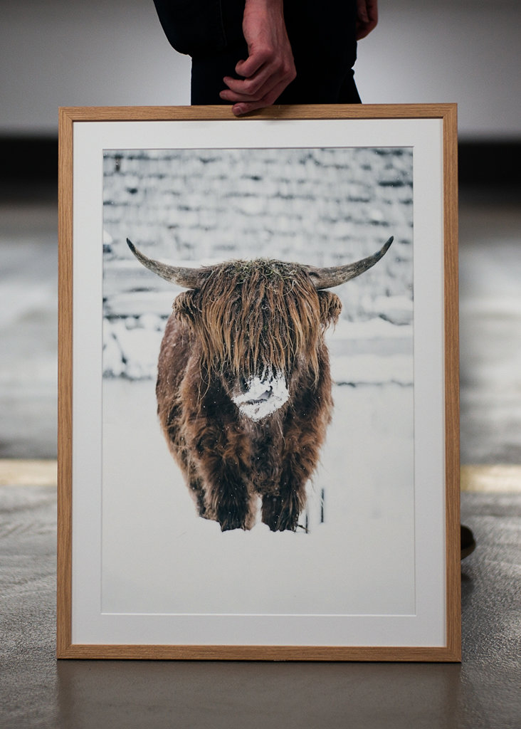 Highland cattle snow portrait