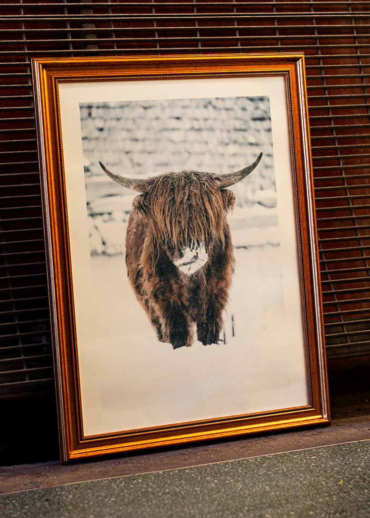 Highland cattle snow portrait