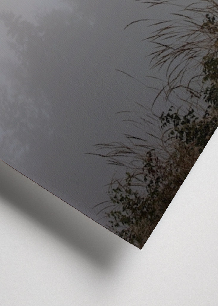 Misty morning in the forest