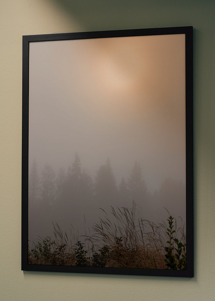 Misty morning in the forest