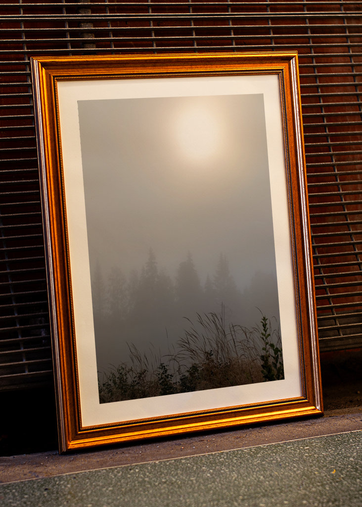 Misty morning in the forest