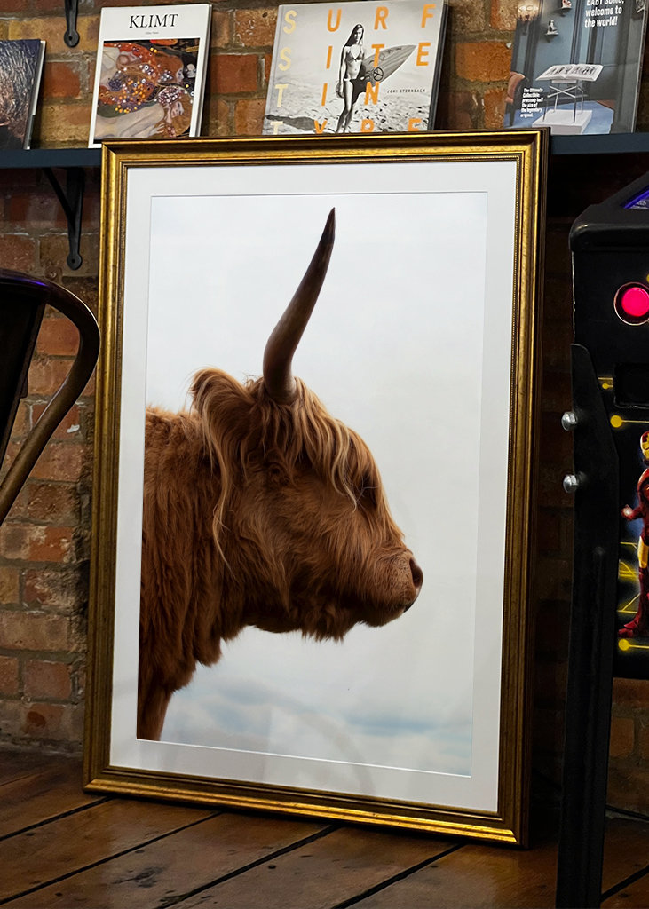 Dlouhosrstá kráva z profilu