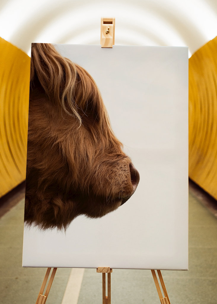 Den langhårede ko 2