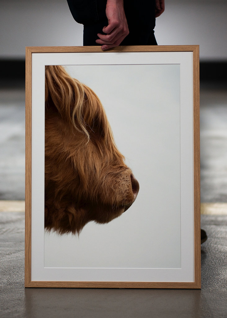 Den langhårede ko 2