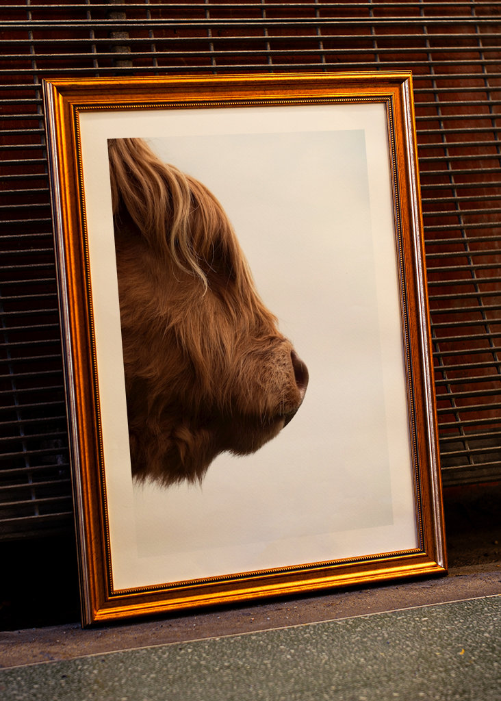 Den langhårede ko 2