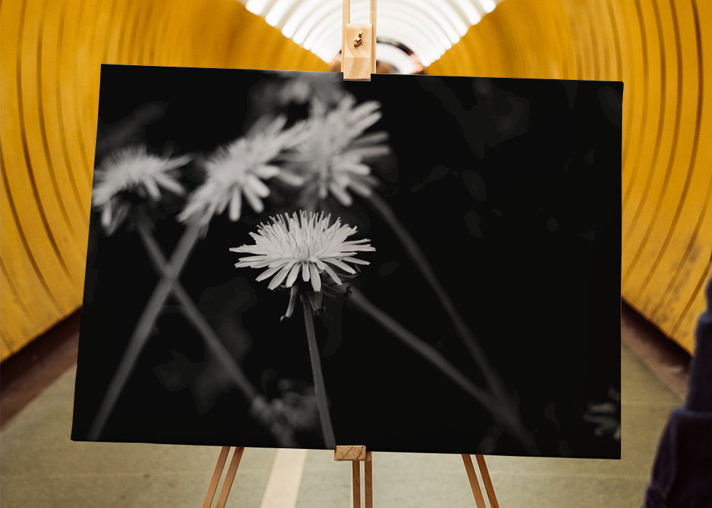 Dandelion in black and white