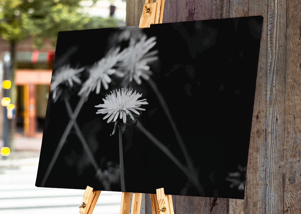 Dandelion in black and white