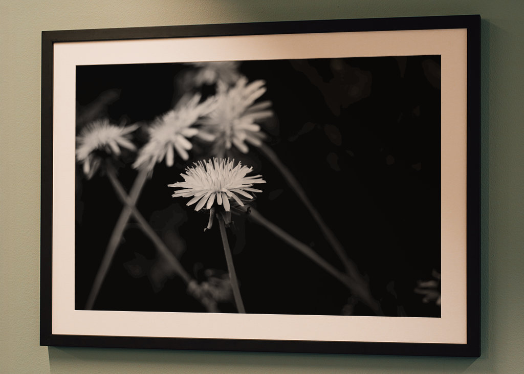 Dandelion in black and white