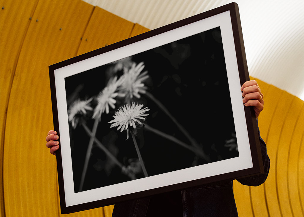 Dandelion in black and white