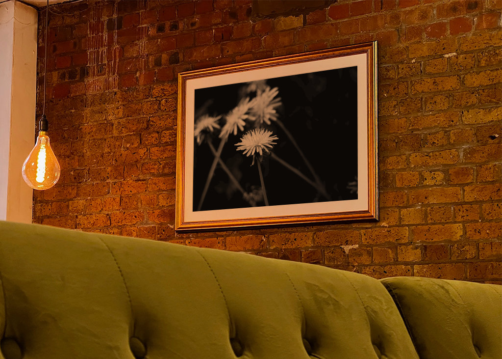 Dandelion in black and white