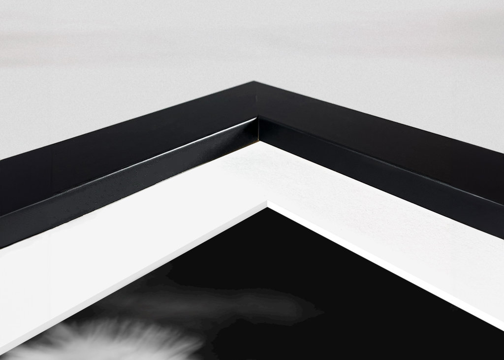 Dandelion in black and white