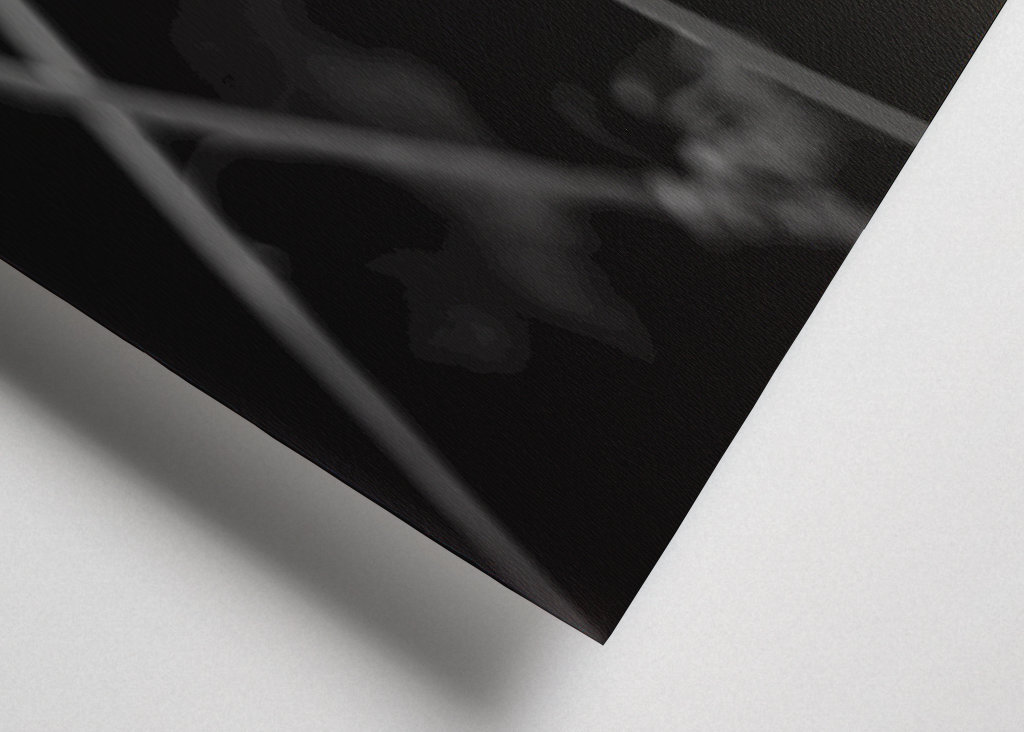 Dandelion in black and white