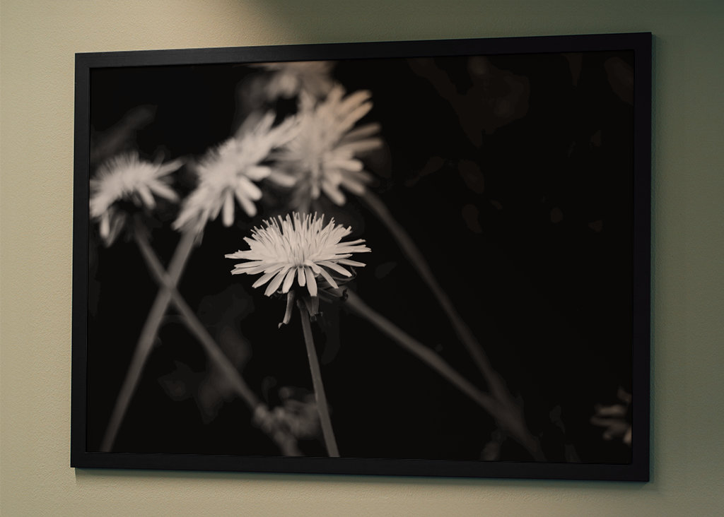 Dandelion in black and white